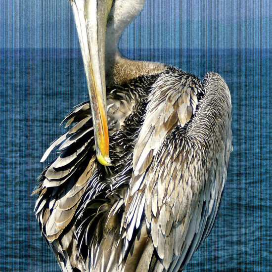 Pelican